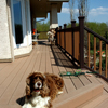 dog house